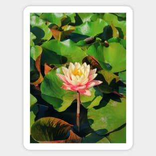 coral pink color waterlily Sticker